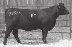 1092 Family: Amanda BW -1.5 WW +51 YW +90 MILK +30 MB +.47 RE +.75 INDIVIDUAL 68 95 N/A 106 103 DAM 3-88 3-96 1-95 3-112 3-102 A maternal sister sells as Lot 602 from a dam who sells as Lot 390.