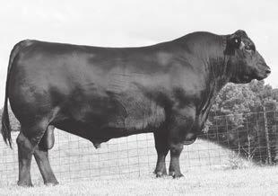 THE FOUNDATION SIRES OF THE IRON MOUNTAIN COW HERD SAV FINAL ANSWER 0035 - The recordsetting Genex Pathfinder Sire who led the breed for annual registrations as one of the most widely used and most