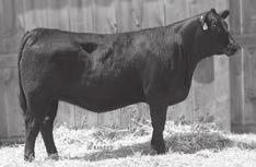 IRON MOUNTAIN BRED HEIFERS IRON MTN PRIDE LUCY D412 - Lot 142. IRON MTN EMBLYNETTE D080 - Lot 145.