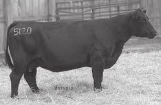 167 IRON MOUNTAIN 2-YEAR-OLD COWS WITH AI-SIRED BULL CALVES Iron MTN Ida C130 Birth Date: 3-4-2015 Cow +18319857 Tattoo: C130 BW I+2.