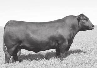 THE FOUNDATION SIRES OF THE IRON MOUNTAIN COW HERD SAV NET WORTH 4200 - This $117,500 top-selling bull from the world record-selling sire group in a past SAV sale is a proven Genex Pathfinder Sire