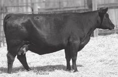 181 IRON MOUNTAIN 3-YEAR-OLD COWS WITH AI-SIRED BULL CALVES Iron MTN Blanche B271 Birth Date: 3-21-2014 Cow 17988498 Tattoo: B271 #SAV Final Answer 0035 SAV Pioneer 7301 #15688392 SAV Blackbird 5297