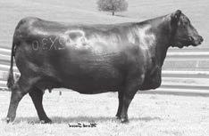 2 WW +45 YW +79 MILK +21 MB +.33 RE +.27 INDIVIDUAL 95 101 99 96 96 PROGENY 1-74 1-84 N/A N/A N/A DAM 5-96 5-94 2-102 2-88 2-91 A maternal sister sells as Lot 349 from a dam who sells as Lot 292.