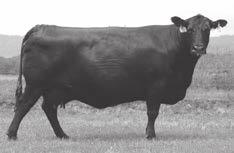 188 IRON MOUNTAIN 3-YEAR-OLD COWS WITH AI-SIRED BULL CALVES Iron MTN Eldorene B053 [ DDF ] Birth Date: 2-8-2014 Cow 17988547 Tattoo: B053 #GDAR Traveler 044 SAV Bismarck 5682 GAR Precision 2536