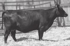 201 IRON MOUNTAIN 3-YEAR-OLD COWS WITH AI-SIRED BULL CALVES Iron MTN Eileenmere B277 [ OHF ] Birth Date: 2-22-2014 Cow 17988491 Tattoo: B277 7229 Connealy Comrade 1385 Blue Lilly of Conanga 16