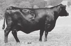 IRON MOUNTAIN 3-YEAR-OLD COWS WITH AI-SIRED BULL CALVES Iron MTN Gammer 205 B084 Birth Date: 2-12-2014 Cow 17988532 Tattoo: B084 Connealy Tobin #Bon View New Design 208 Connealy Confidence 0100 Delia