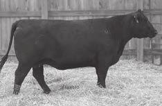 222 IRON MOUNTAIN 4-YEAR-OLD COWS WITH AI-SIRED BULL CALVES Iron MTN Elba Erica 3246 Birth Date: 3-16-2013 Cow 17677876 Tattoo: 3246 #SAV Final Answer 0035 SAV Potential 0205 SAV Blackbird 5297