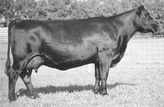 IRON MOUNTAIN 6-YEAR-OLD COWS WITH AI-SIRED BULL CALVES Iron Mtn Perfection 1197 [ DDF ] 268 SAV ABIGALE 5422 - Full sister to the dams of Lots 267 and 524.