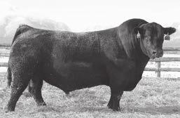 SAV TEN SPEED 3022 - Reference Sire E SAV PLATINUM 0010 - Reference Sire F COLEMAN CHARLO 0256 - Reference Sire G IRON MOUNTAIN REFERENCED SIRES S A V Ten Speed 3022 [ AMF-CAF-D2F-DDF-M1F-NHF-OSF ] E
