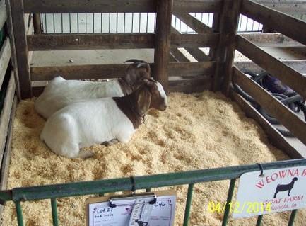 Eleven consigners presented 30 head of goats to interested buyers.