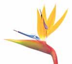 White Bird of Paradise Flower A revolutionary ingredient that promotes, clear, smooth, illuminated skin.