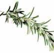 Rosemary The circulatory benefits of rosemary lead to an improved skin complexion, allowing nutrients to