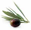 Tamanu Balm Blackcurrant Seed Oil Improves elasticity of the skin, helps reduce feeling of tightness on damaged areas.