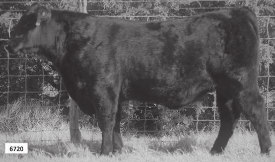 Bulls 56 58 LF Vortex Eagle 123X 1560 Calved: 11/04/15 Bull 18474586 Tattoo: 1560 Consignor: Londagin Farms (Randy Londagin) Dameron First Impression #SAV Brilliance 8077 PCC Vortex 118A Dameron