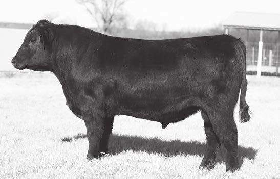 OK&T Angus Sale 27 NCC Emblazon 634 Calved: 5/14/16 Bull 18729721 Tattoo: 634 Consignor: Naylor Cattle Company (Braden Naylor) #+Rito 6EM3 of 4L1 Emblazon #+OCC Emblazon 854E Paf Emblazon 339 +Rita