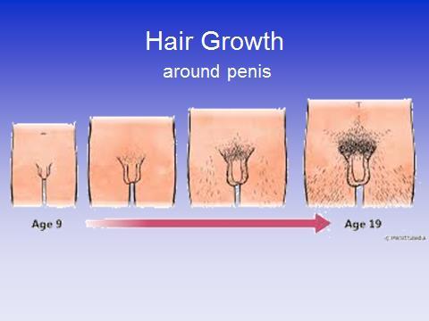 Hair will grow around your penis and testicles. Testicles hang under the penis. There are two testes under the penis. The two testes are inside a bag/sac called the scrotum.