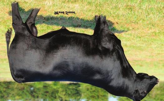 73 130 75 Dirty Hairy Maternal Sire of Lot 47 48 GCCRFPRODUCTAWT410 C ASA# 3064428 Tattoo: C018 BD: 1/8/15 CONNEALY PRODUCT 568 Sire: CONNEALY FINAL PRODUCT EBONISTA OF CONANGA 471 TJ EASY MONEY