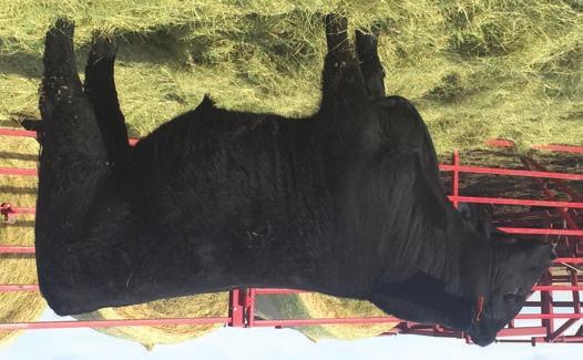 S A V Con air 1086 Con Air was the Lot 2 Angus bull we purchased from the 2012 Schaff Sale. We could not be happier with his performance for us and now we have daughters who are making great cows.
