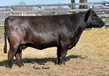 She has an average calving interval of 30 days on three calves. A.I. Sire: LLSF Charged Up D on -21-1 Pasture Sire: CCR Anchor 901B on 12--1 to 2-1-1 Est. PM EPDs: 14 1.1 99.20 29 3 14.5 Carcass: 30.