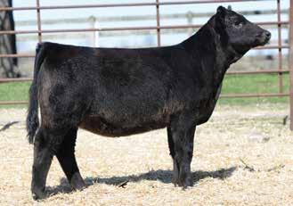 past high selling lot to Southern Jewel in Texas. 9A is a tremendous udder 4 year old that has produced three exceptional daughters for us in past three years, holding a 394 day calving interval.