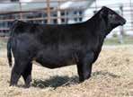 design and build in her udder structure. Sells with an outcross Angus heifer calf on her side that will compete this summer and make a power house cow. A.I.