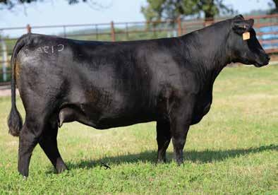 She average embryos per flush and is in the top 1%,, and $F, top 3% $W and $B. Sells with 3 embryos by Quaker Hill Rampage. D M $EN -2 +3.2 + +5 + +23-1.2 RE Fat +0 +.43 +.59 +.
