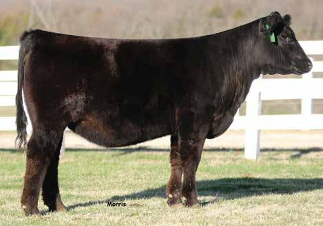 She traces back to the breed greats Black Pearl and Pathfinder. Her EPDs tell her story because she is gentle and she is in the top % for. M M 2. 55 9.15 2 22 50.3 20.9 -.25.24 -.030. 1 5 A.I.
