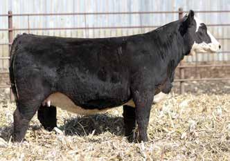 NLC Upgrade U CLO Shania 14S Gerdes Show Cattle Nice young cow with a little different pedigree and backed by our Shania donor. M M 9 3.5 9 12.29 5 1 55 * 49. -.25.00 