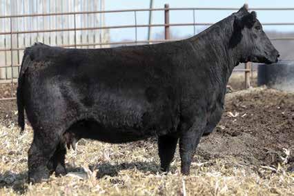 She s bred to a OCC Joker son we purchased off of the Foundation Cattle Co. Pasture Sire: FCC Joker 391A from 9-1 to -1-1 Est. PM EPDs: 1 -.5 52.1 1 43 9. Carcass: 14.9 -.14.3.00.4 12 M M 12 1.9 9.