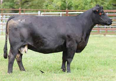 Her Wheel Man heifer calf is one that won t be overlooked on sale day. Post ratio of 3@91 M M 4 5.1 4 9.21 3 21 52 9 9.9 35.3 -.1.2 -.033.