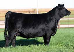 $50,000 OBCC Legend S12X that sold to Bonnell Farms and GB Cattle.