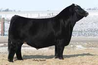 Simmentals OBCC INNONT MAN C31 Purchased by Fischer Cattle Co.