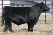 Big K Cattle GSC DUE NORTH 201 Reserve Show Bull of the Year Purchased by Glacier