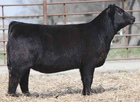 2 structured, and will make her impact on M 5 15 the green chips. 9 S12E s pedigree is stack with maternal greats and top sellers. Her grandma sold to Horstmann Cattle Co.