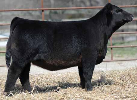sell out of the very popular NAILE Champion and man does this one have the WOW factor! Wild necked with the extra length and huge boned.
