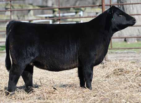 daughter and is out of our herd sire OBCC Unfinished Business 99B. E3 has sweeping rib cage, soft and fluid on her pasterns. Personality for a beginner. M M 3. 9 4.22 5 21 55.