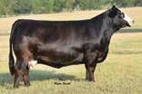 : N/A MG/GSC Glamorous C00 JS Sure Bet 4T Miss Werning KP 543U HTP/SVF Live Wire Z SVF Glamorous Force U00 Gerdes Show Cattle A September purebred that is stouter featured.