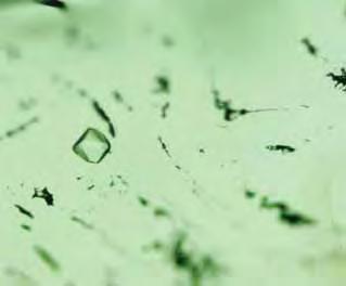 Figure 33. The unheated portion of one tourmaline slice (left) contains irregular-shaped cavities filled with liquid.