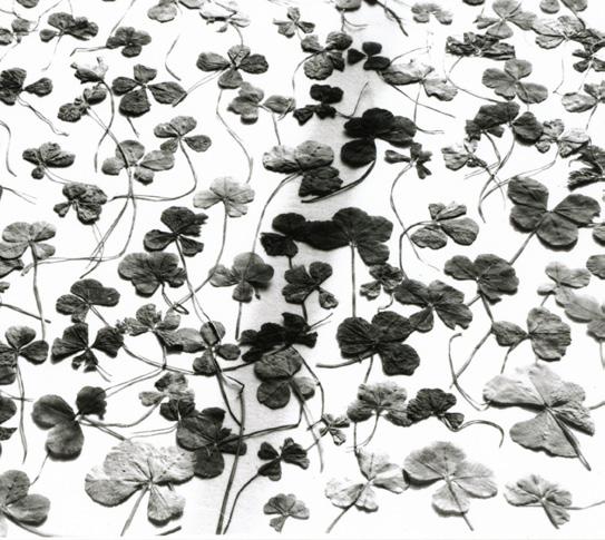 They continue to build their collection by Tacita Dean, Four, Five, Six and Seven Leaf Clover Collection 1972 1995 Found clovers, dimensions variable Tacita Dean, courtesy of Marian Goodman Gallery,