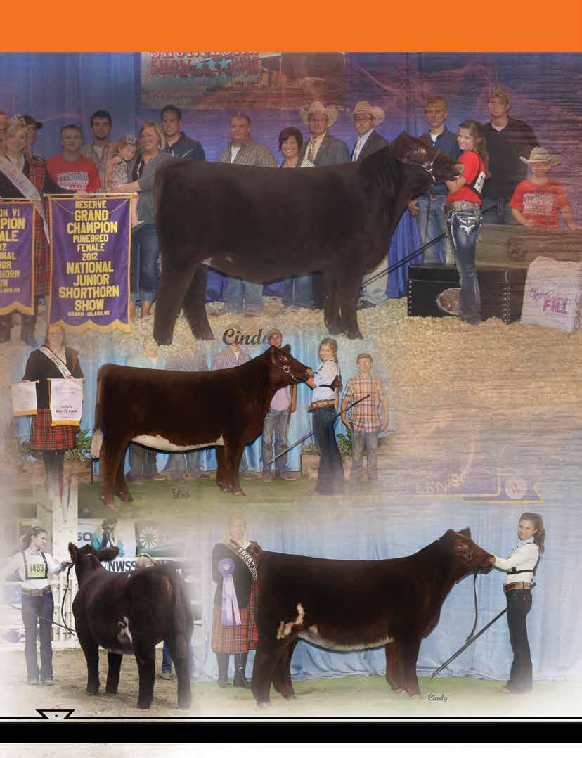 the MAX ROSA family CYT MAX ROSA 1110 ET - donor dam to lot 16-19 CYT MAX ROSA 3123 ET SS MAX ROSA RAIN - RES.