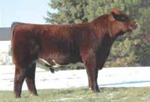 SS MAX ROSA REBEL 760 - she sells as lot 16 - maternal sib to lot 18 embryos 16 3/3/2017 17 5/4/2017 19 offering SS RF GRAVITY 321 ET - sire of lot 17 &18 SS MAX ROSA REBEL 760 shorthorn Horned