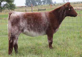 the OPEN SHOW heifers 26 6/6/2017 SS STRAWBERRY ROSE 7108 shorthorn Polled x4257864 tattoo 7108 open heifer SS STRUT 475 SS DREAM GIRL 7102 BW: 4.