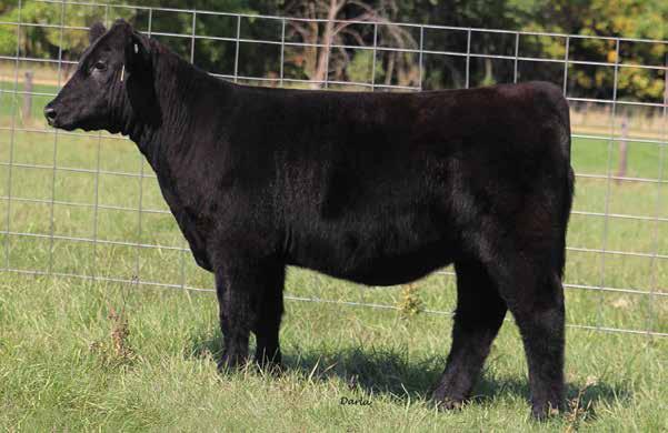 the PLUS SHOW heifers SS MIDNIGHT BUNNY 773 - she sells as lot 29 SULL BLACK BUNNY 2194 - dam to lot 29 29 4/20/2017 SS BLU PRIDE 750 - she sells as lot 30 SS MIDNIGHT BUNNY 773 shorthornplus Polled