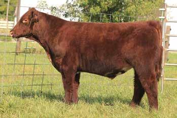 Great pedigree and good built, he will sure be a herd changer. BW 84 lbs. 36 1/4/2017 SS YUKON 716 shorthorn polled 4258026 tattoo 716 bull SS STRUT 475 SS STRUT 475 SS DREAM GIRL 7102 BW: 4.