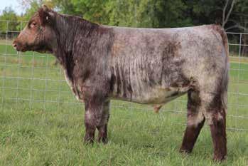 7 WW: 53 SS WHAT S UP 003 ET SS AUGUSTA PRIDE 288 SS AUGUSTA PRIDE 2100 ET YW: 66 M: 18 Extra length and power is what makes Marshall a top herd sire prospect in our eyes.