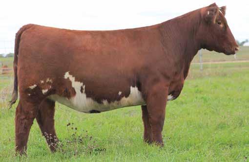 3 WW: 58 YW: 69 M: 12 Bred to SS The Judge 607- due mid February Easily one of the top bred heifer/donor prospects to sell all fall.
