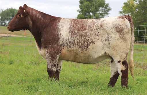 the BRED females SS MISSING MIRAGE 6103 - she sells as lot 41 SS HOPES MIRAGE - full sib to lot 41 SULL MYRTLE BO 9154 - dam to lot 42 41 4/15/2016 SS MYRTLE BO 6101 - she sells as lot 42 SS MISSING