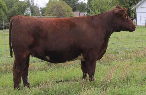 the BRED females SS SL DREAM LADY 638 - she sells as lot 43 SS DREAM LADY 161 - full sib to dam of lot 43 43 2/10/2016 SS DREAM LADY 6117 - she sells as lot 44 SS SL DREAM LADY 638 shorthorn Polled