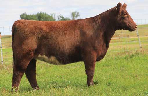 6 WW: 59 YW: 62 M: 19 Bred to Leveldale Northface due early February Little more needs to be said when looking for breed leading genetics.