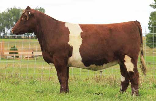 the BRED females SS REVIVAL 684 - she sells as lot 45 SS REVIVAL - grandam to lot 46 45 3/20/2016 SS REVIVAL 677 - she sells as lot 46 SS REVIVAL 684 shorthorn Polled *x4257795 tattoo 684 bred heifer